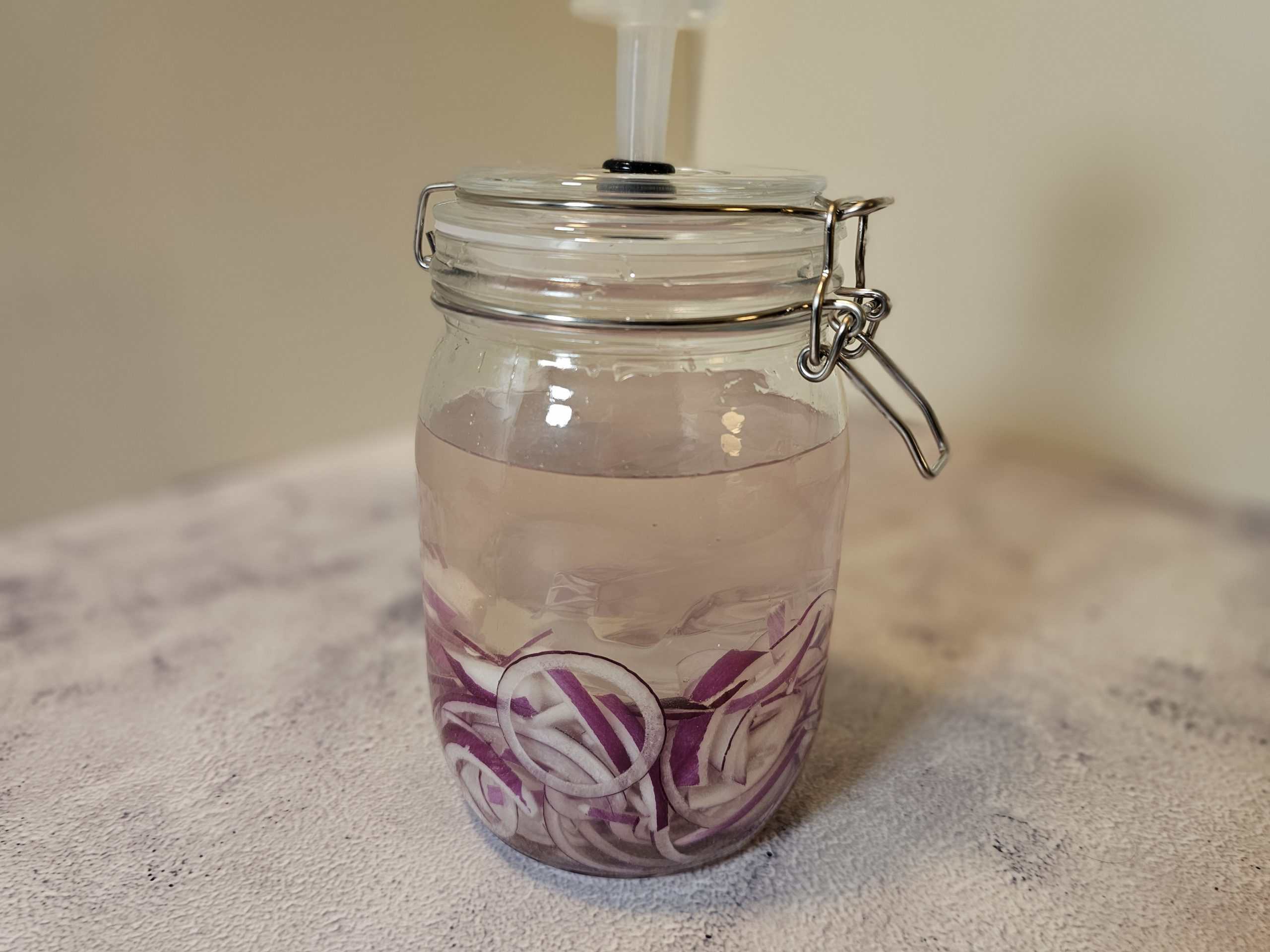 En glasskrukke med metallås holder rødløk i skiver nedsenket i væske, med en gjæringsluftsluse på toppen. Fermentert rødløk.